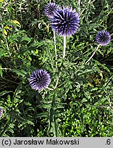 Echinops ritro (przegorzan pospolity)