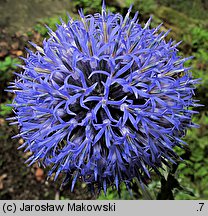 Echinops ritro (przegorzan pospolity)