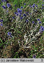 Echinops ritro (przegorzan pospolity)