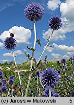 Echinops ritro (przegorzan pospolity)