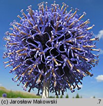 Echinops ritro (przegorzan pospolity)