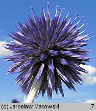 Echinops ritro (przegorzan pospolity)