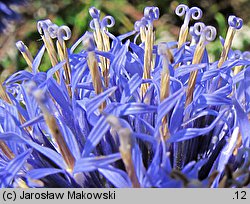 Echinops ritro (przegorzan pospolity)