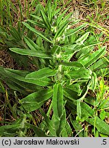 Echium vulgare (żmijowiec zwyczajny)