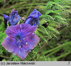 Echium plantagineum (żmijowiec babkowaty)