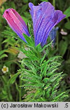 Echium plantagineum (żmijowiec babkowaty)