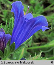 Echium plantagineum (żmijowiec babkowaty)