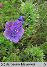 Echium plantagineum (żmijowiec babkowaty)