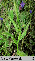 Echium plantagineum (żmijowiec babkowaty)