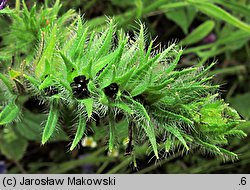 Echium plantagineum (żmijowiec babkowaty)