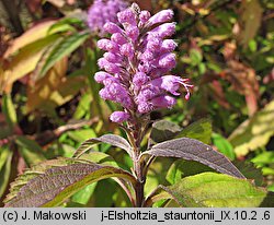 Elsholtzia stauntonii (marzymięta chińska)