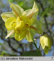 Epimedium ×versicolor (epimedium pstre)