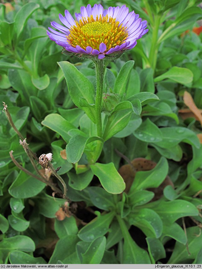 Erigeron glaucus (przymiotno sine)