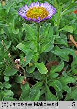 Erigeron glaucus (przymiotno sine)