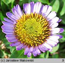 Erigeron glaucus (przymiotno sine)