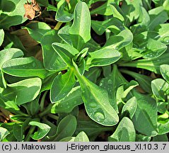 Erigeron glaucus (przymiotno sine)