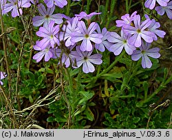 Erinus alpinus (erynus alpejski)