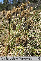 Eriophorum vaginatum (wełnianka pochwowata)