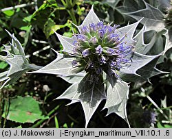 Eryngium maritimum (mikołajek nadmorski)