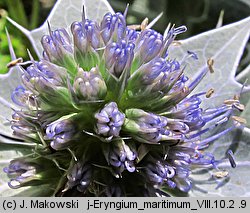 Eryngium maritimum (mikołajek nadmorski)