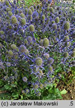 Eryngium planum (mikołajek płaskolistny)