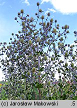 Eryngium planum (mikołajek płaskolistny)