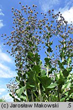 Eryngium planum (mikołajek płaskolistny)