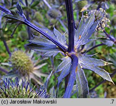 Eryngium planum (mikołajek płaskolistny)