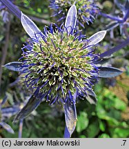 Eryngium planum (mikołajek płaskolistny)