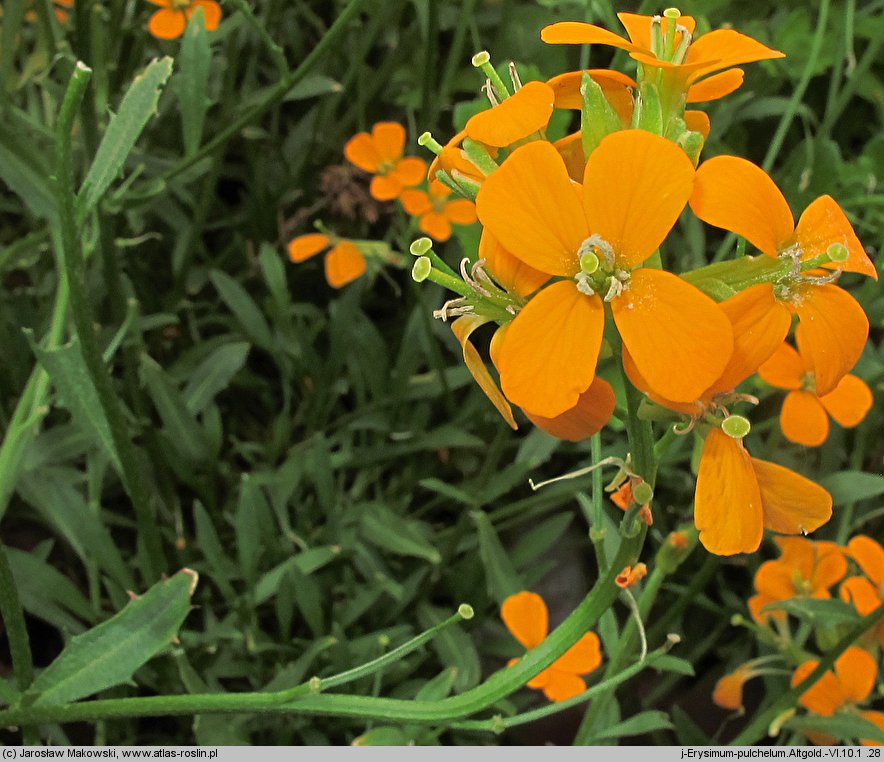 Erysimum pulchellum (pszonak nadobny)