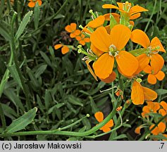 Erysimum pulchellum (pszonak nadobny)