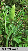 Eschscholzia californica (pozłotka kalifornijska)