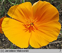 Eschscholzia californica (pozłotka kalifornijska)