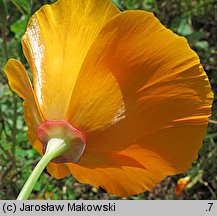 Eschscholzia californica (pozłotka kalifornijska)