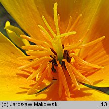 Eschscholzia californica (pozłotka kalifornijska)