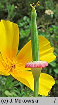 Eschscholzia californica (pozłotka kalifornijska)