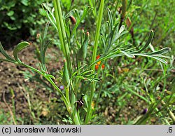 Eschscholzia californica (pozłotka kalifornijska)