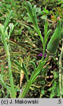 Eschscholzia californica (pozłotka kalifornijska)