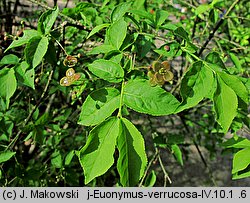 Euonymus verrucosa (trzmielina brodawkowata)