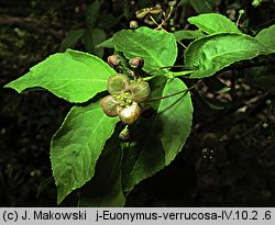 Euonymus verrucosus (trzmielina brodawkowata)