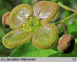 Euonymus verrucosus (trzmielina brodawkowata)