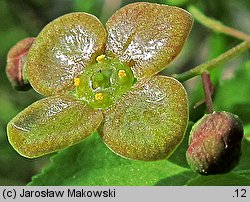 Euonymus verrucosa (trzmielina brodawkowata)