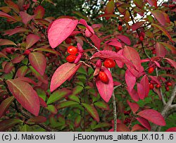 Euonymus alatus (trzmielina oskrzydlona)