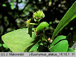 Euonymus alatus (trzmielina oskrzydlona)