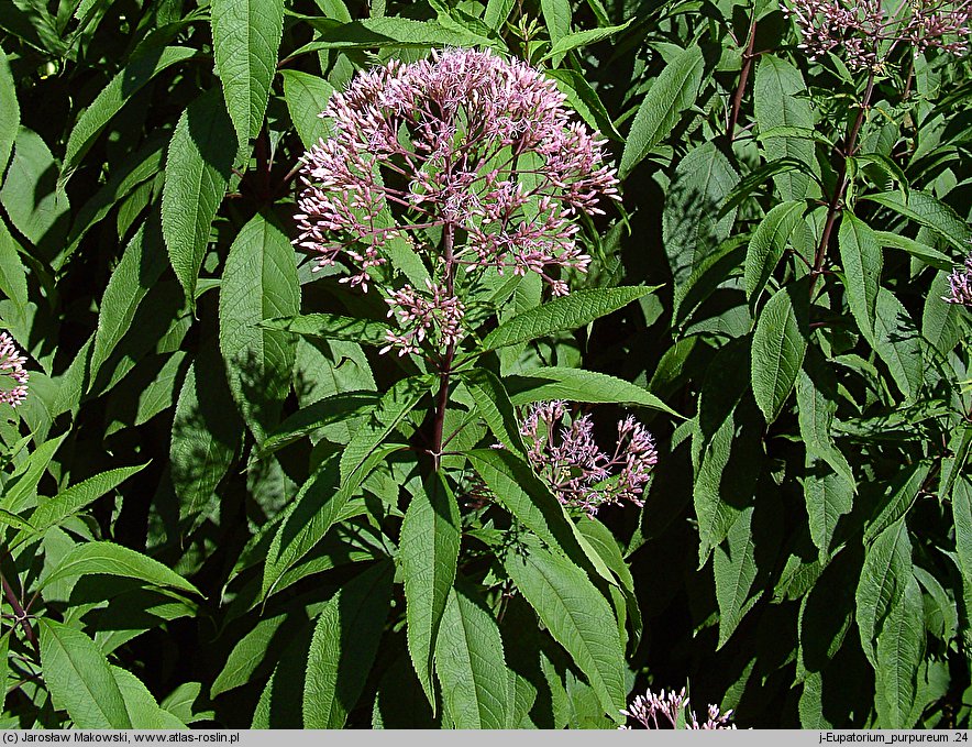 Eutrochium purpureum (sadziec purpurowy)