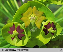 Euphorbia characias ssp. wulfenii (wilczomlecz błękitnawy Wulfena)