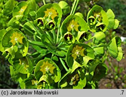 Euphorbia characias ssp. wulfenii (wilczomlecz błękitnawy Wulfena)