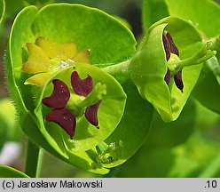 Euphorbia characias ssp. wulfenii (wilczomlecz błękitnawy Wulfena)