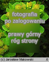 Euphorbia epithymoides (wilczomlecz pstry)