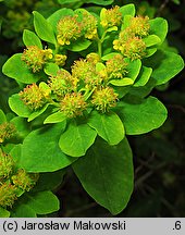 Euphorbia epithymoides (wilczomlecz pstry)